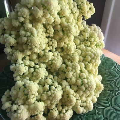 Cauliflower, multi-head 'Song TJS-65' Cauliflower, multi-head 'Song TJS-65'