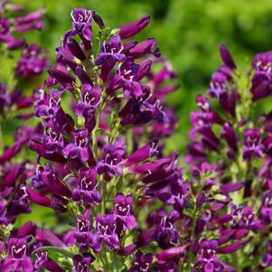 Penstemon 'Purple Perfection' Penstemon 'Purple Perfection'