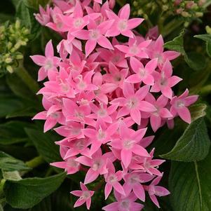 Pentas 'Lucky Star Pink' Pentas 'Lucky Star Pink'