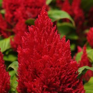 Celosia 'First Flame Scarlet' Celosia 'First Flame Scarlet'