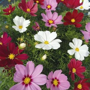 Cosmos 'Cassanova Mix' Cosmos 'Cassanova Mix'