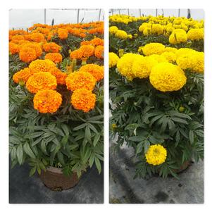 Marigold 'Taishan Mix'
