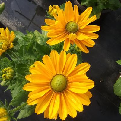Rudbeckia 'Amarillo Gold' Rudbeckia 'Amarillo Gold'