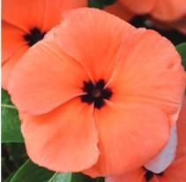 Vinca Quasar Orange Target Vinca Quasar Orange Target
