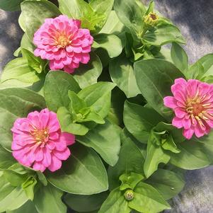 Zinnia 'Zesty Pink' Zinnia 'Zesty Pink'