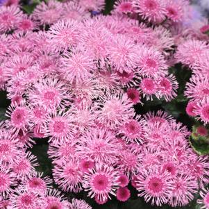 Ageratum Bumble™ Rose