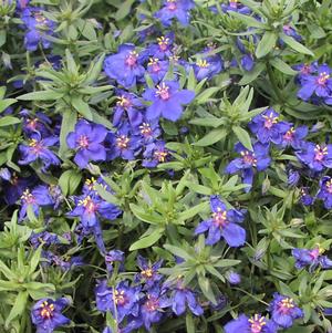 Anagallis 'Sky Lover Blue' Anagallis 'Sky Lover Blue'
