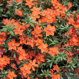 Anagallis 'Sky Lover Scarlet' Anagallis 'Sky Lover Scarlet'