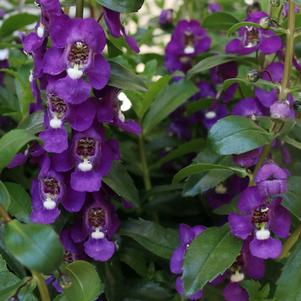 Angelonia 'Aria Alta Purple' Angelonia 'Aria Alta Purple'