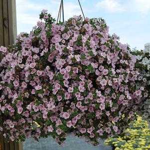 Bacopa 'Betty® Pink' Bacopa 'Betty® Pink'
