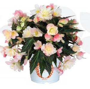 Begonia 'I'CONIA® Lemon Berry' Begonia 'I'CONIA® Lemon Berry'