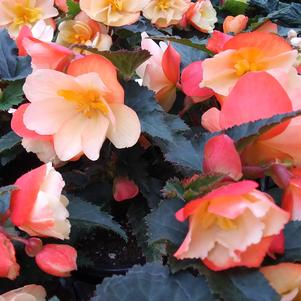 Begonia 'I'CONIA® Scentiment Peachy Keen' Begonia 'I'CONIA® Scentiment Peachy Keen'