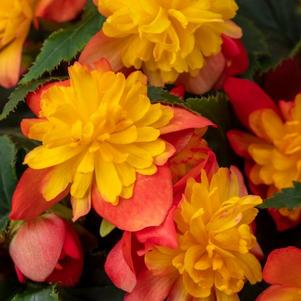 Begonia 'Rise Up Harlequin' Begonia 'Rise Up Harlequin'