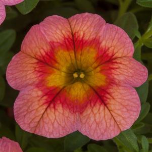 Calibrachoa 'Cabrio™ Sweet Peach' Calibrachoa 'Cabrio™ Sweet Peach'