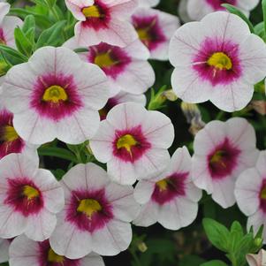 Calibrachoa 'Cruze® Control Apple Deli. sub Aloha Royal White' Calibrachoa 'Cruze® Control Apple Deli. sub Aloha Royal White'
