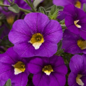 Calibrachoa Cruze® Control Blue