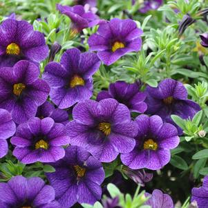 Calibrachoa 'Cruze® Control Dark Blue' Calibrachoa 'Cruze® Control Dark Blue'