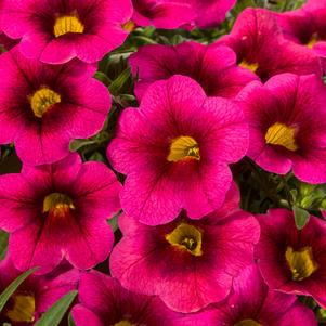 Calibrachoa 'Cruze® Control Red Delicious' Calibrachoa 'Cruze® Control Red Delicious'