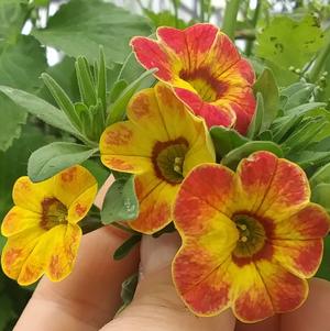 Calibrachoa 'Rainbow Tiger Tail' Calibrachoa 'Rainbow Tiger Tail'