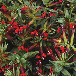 Cuphea 'Firecracker' Cuphea 'Firecracker'