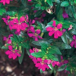 Cuphea hyssopifolia 'Allyson' Cuphea hyssopifolia 'Allyson'