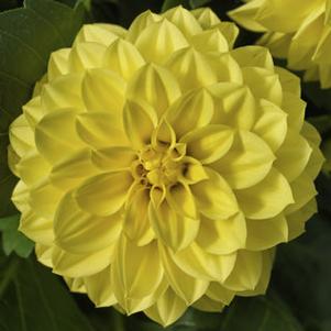 Dahlia 'Grandalia™ Yellow'