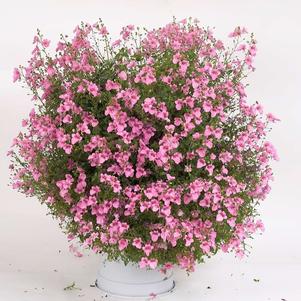 Diascia 'Genta™ Giant Pink' Diascia 'Genta™ Giant Pink'