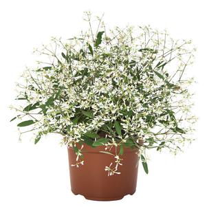 Euphorbia 'Star Dust White Sparkle'