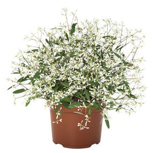 Euphorbia 'Star Dust White Sparkle' Euphorbia 'Star Dust White Sparkle'