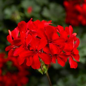 Geranium 'Caldera™ Red' Geranium 'Caldera™ Red'