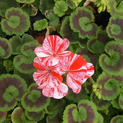 Geranium 'Glitter™ Orange' Geranium 'Glitter™ Orange'