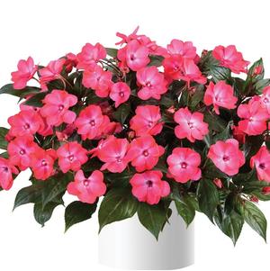 Impatiens 'Sol Luna™ Tropical Punch' Impatiens 'Sol Luna™ Tropical Punch'
