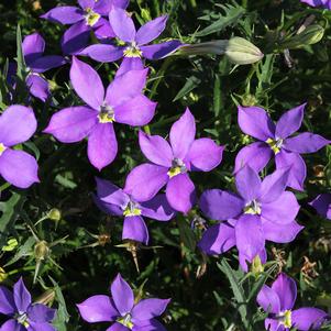 Isotoma 'Fizz 'N Pop™ Glowing Violet'