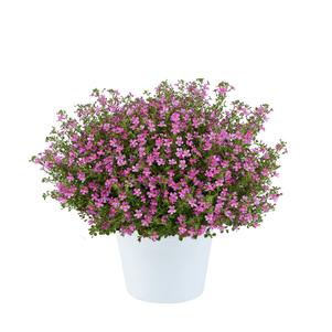 Jamesbrittenia 'Stardom™ Pink' Jamesbrittenia 'Stardom™ Pink'