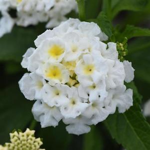 Lantana 'Shamrock™ White' Lantana 'Shamrock™ White'