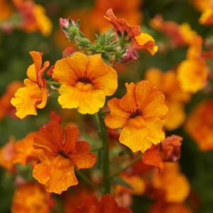 Nemesia 'AngelArt® Orange' Nemesia 'AngelArt® Orange'