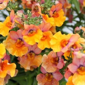 Nemesia 'AngelArt® Peach' Nemesia 'AngelArt® Peach'
