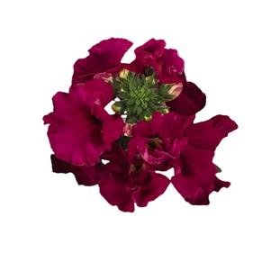 Nemesia 'AngelArt® Raspberry' Nemesia 'AngelArt® Raspberry'