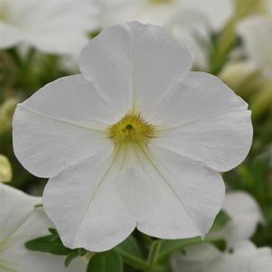 Petunia 'Cannonball™ White' Petunia 'Cannonball™ White'