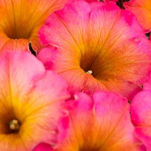 Petunia 'Flower Shower Mayan Sunset' Petunia 'Flower Shower Mayan Sunset'