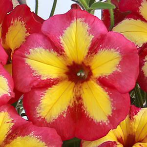 Petunia 'Fun House™ Potpourri' Petunia 'Fun House™ Potpourri'