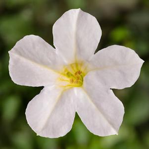 Petunia 'Itsy™ White' Petunia 'Itsy™ White'