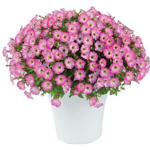 Petunia 'Littletunia® Pink Frills' Petunia 'Littletunia® Pink Frills'