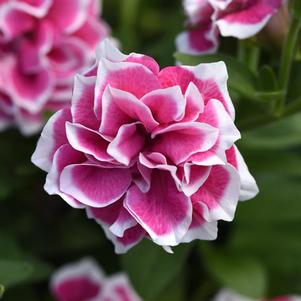 Petunia 'Pink Diamond' Petunia 'Pink Diamond'