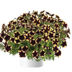 Petunia 'Red Carpet Black Moon Rising™' Petunia 'Red Carpet Black Moon Rising™'