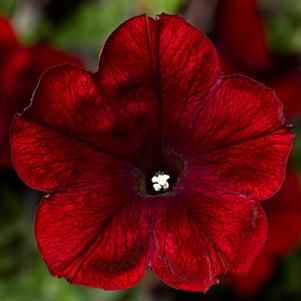 Petunia 'Sanguna® Merlot' Petunia 'Sanguna® Merlot'