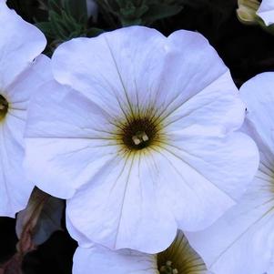 Petunia 'SuperCal® Premium Pearl White' Petunia 'SuperCal® Premium Pearl White'