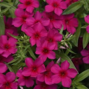 Phlox Gisele Purple