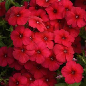 Phlox Gisele Red