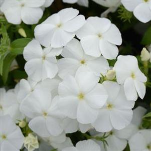 Phlox Gisele White